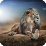 Logo of Lions HD Wallpaper android Application 